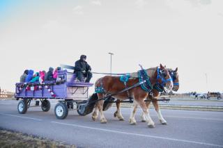 Horse Carriage rides at Town Christmas